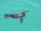 402 Penguin Swimming.JPG (33 KB)